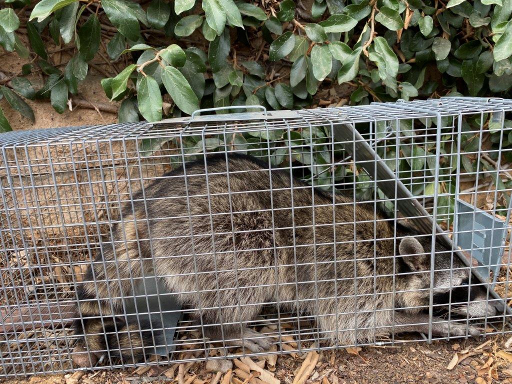 Richmond raccoon trapping